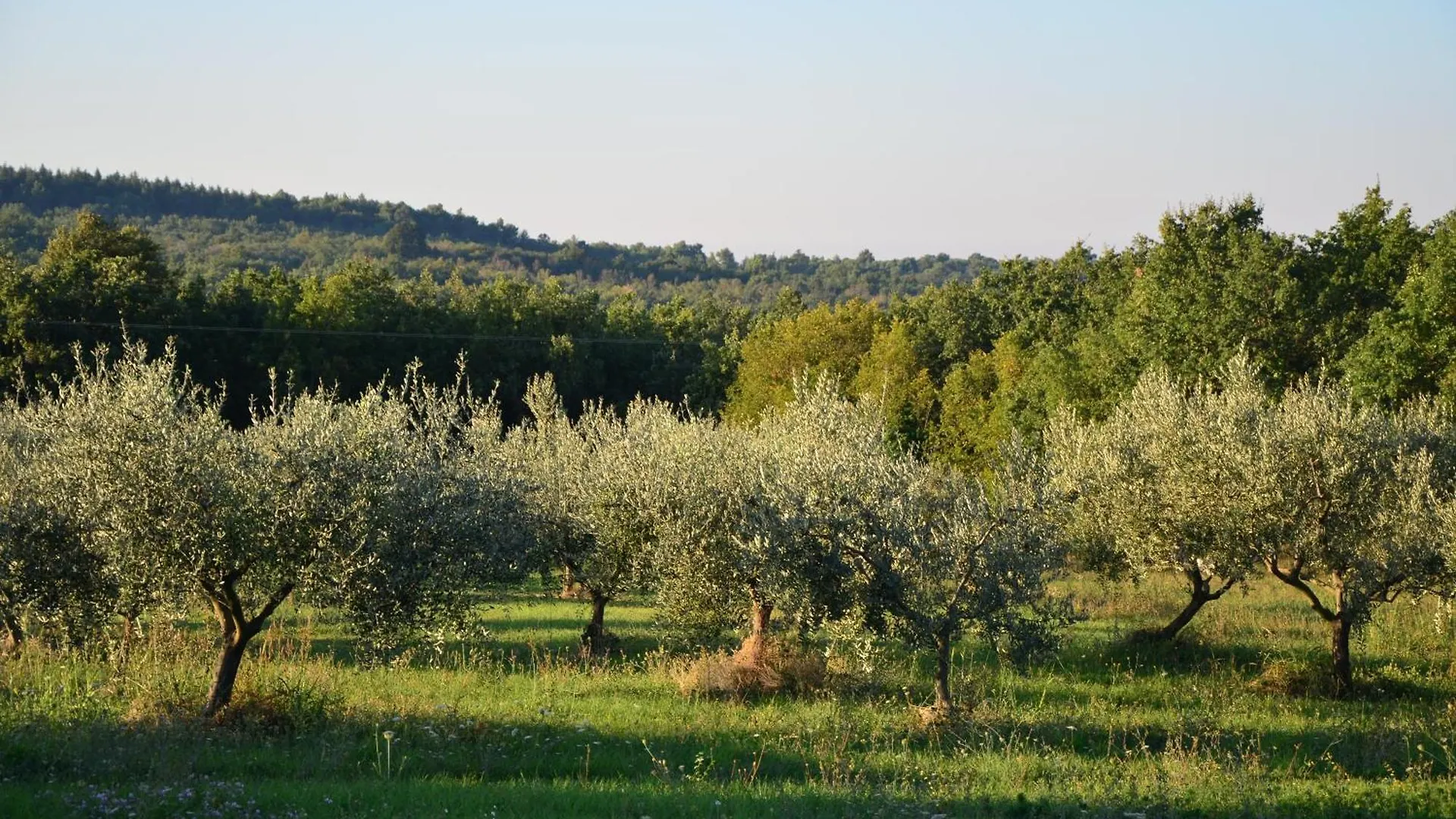Villa Leopoldo By Istrian Country Houses Barat  Croatia